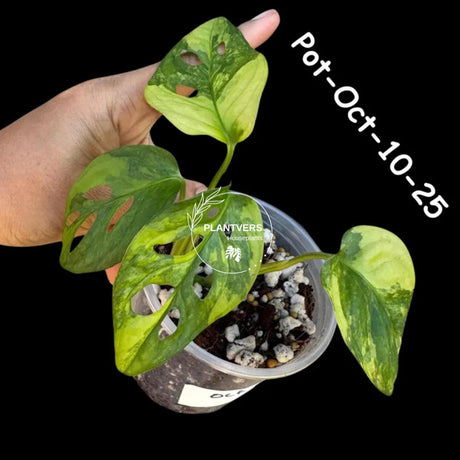 Variegated Monstera Adansonii Albo Plant Live - Rare Swiss Cheese EXACT Same Plant - Half-Moon Leaf - US Seller