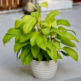 Lemon Lime Neon Philodendron in a 6"inch Pot