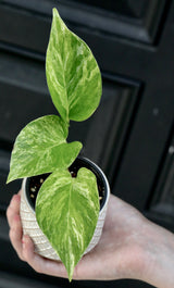 Marble Queen Pothos in a 2" Nursery Pot