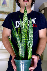 Sansevieria Zeylanica Snake Plant in a Nursery Pot