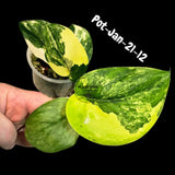 Variegated Scindapsus Jade Satin - Rare Aroid Houseplant with Velvet Leaves - Collector's Indoor Plant - Exact SAME Plant - US Seller