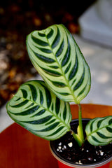 Calathea Burle Marx in a 2" Nursery Pot - Burle Marxii Plant