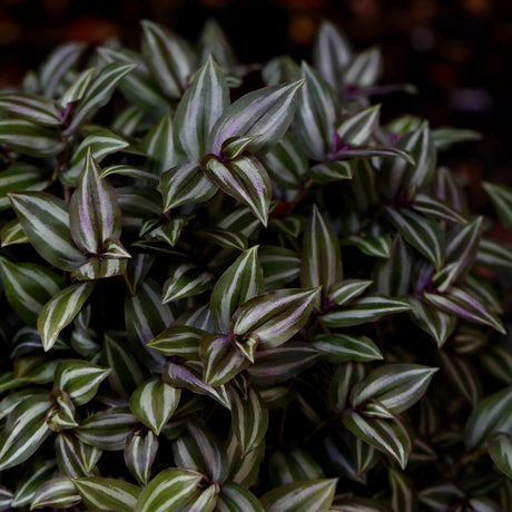 Silver Wandering Jew Plant