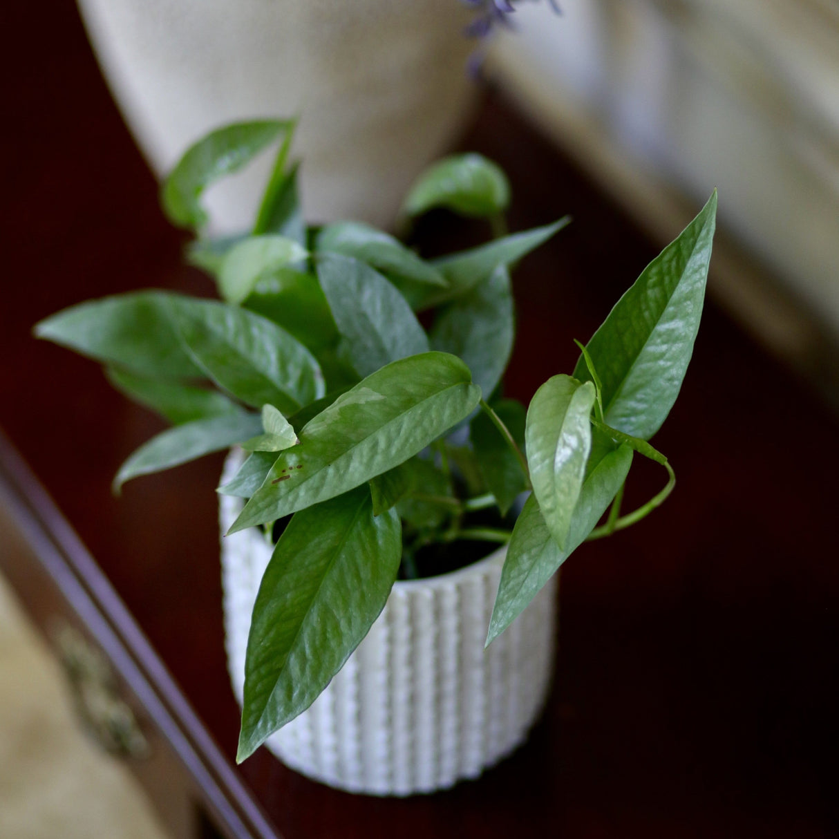 Cebu Blue Pothos - Rare houseplant