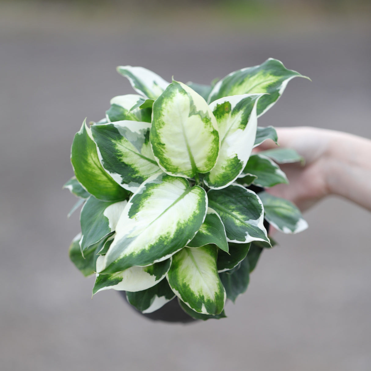 Dieffenbachia Cool Beauty in 5" Nursery Pot