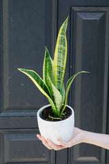 Snake Plant | Mother-In-Law's-Tongue Plant 3" Pot