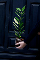 Rare Zamioculcas Zamiifolia 'Gold Variegata' in Nursery Pot