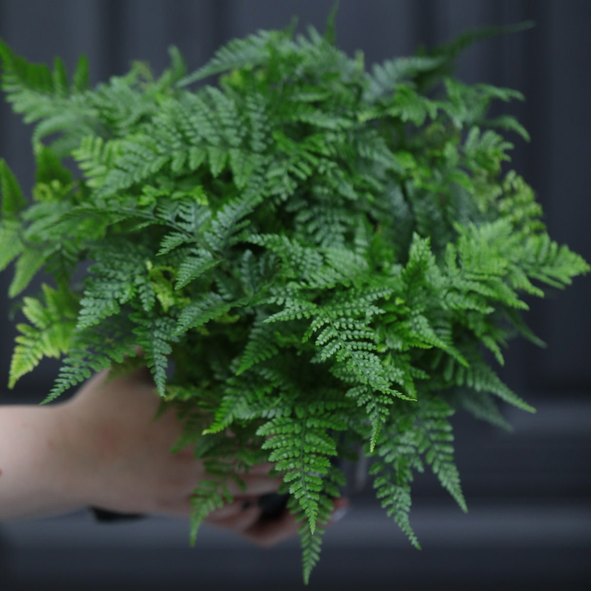 Davallia fejeensis 'Major' Fern in a 5" Nursery Pot - Live Fern Plant - Low light Air Purifying Plants