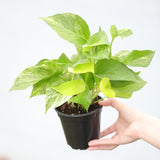 Marble Queen Pothos Plant in a 3" Nursery Pot