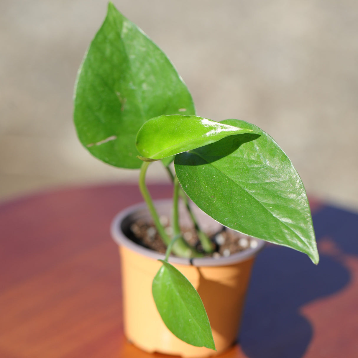 Jade Pothos in 2” Pot - Epipremnum Aureum Jade