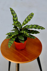 Rare Calathea Lancifolia