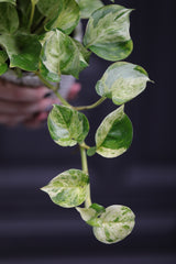 Manjula Pothos in 4" Nursery Pot - Variegated Indoor Plant - Vining Plant - Low light Air Purifying Plants - Office Plant - Houseplants