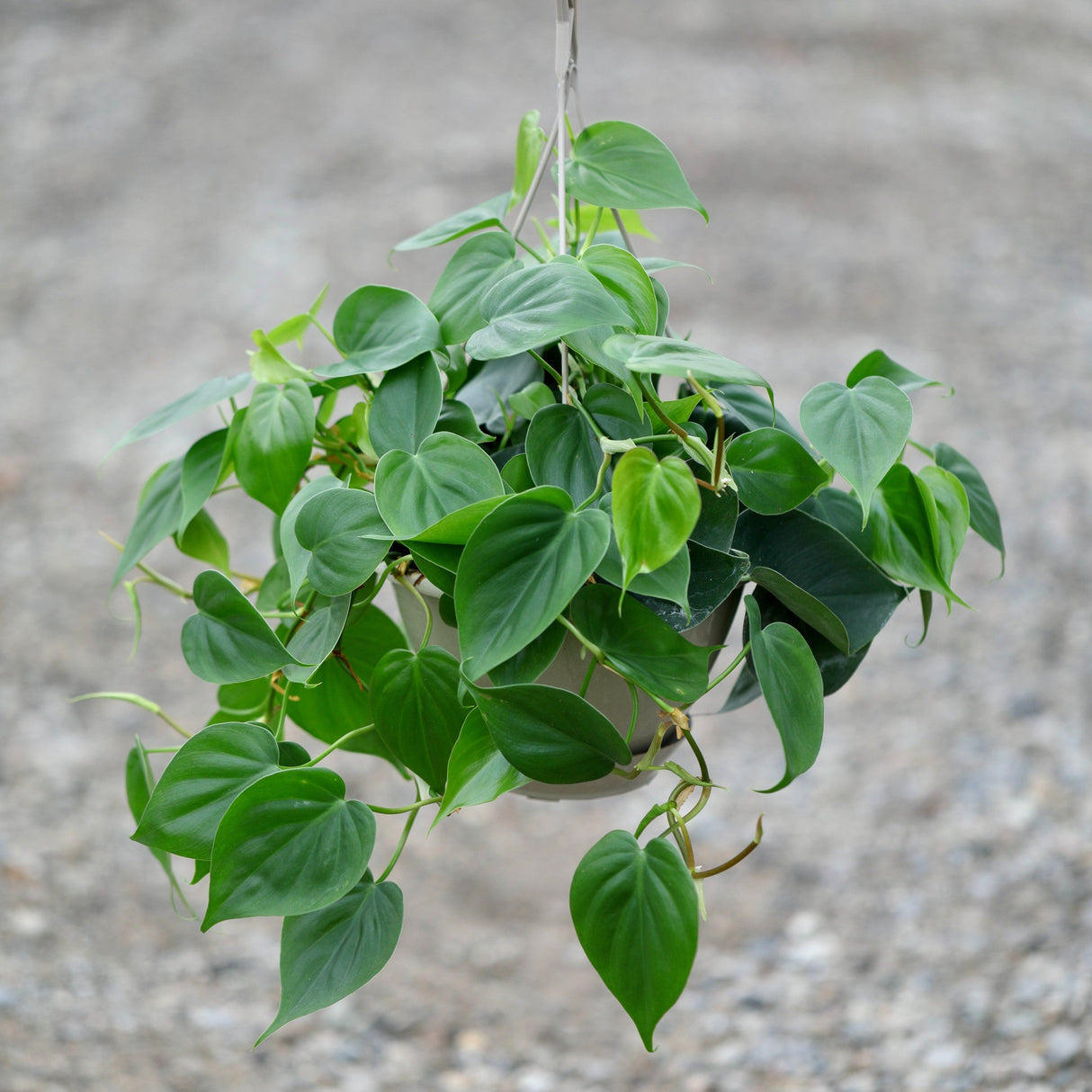 Heartleaf Philodendron in a 8" Hanging Basket - Philodendron Cordatum