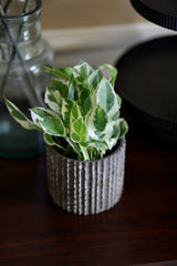 Live Pearls and Jade Pothos in a 4inch Nursery Pot