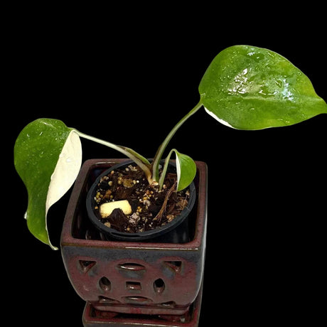 Variegated Monstera Albo Plant