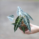 Alocasia Bambino Arrow in a 4" Nursery Pot