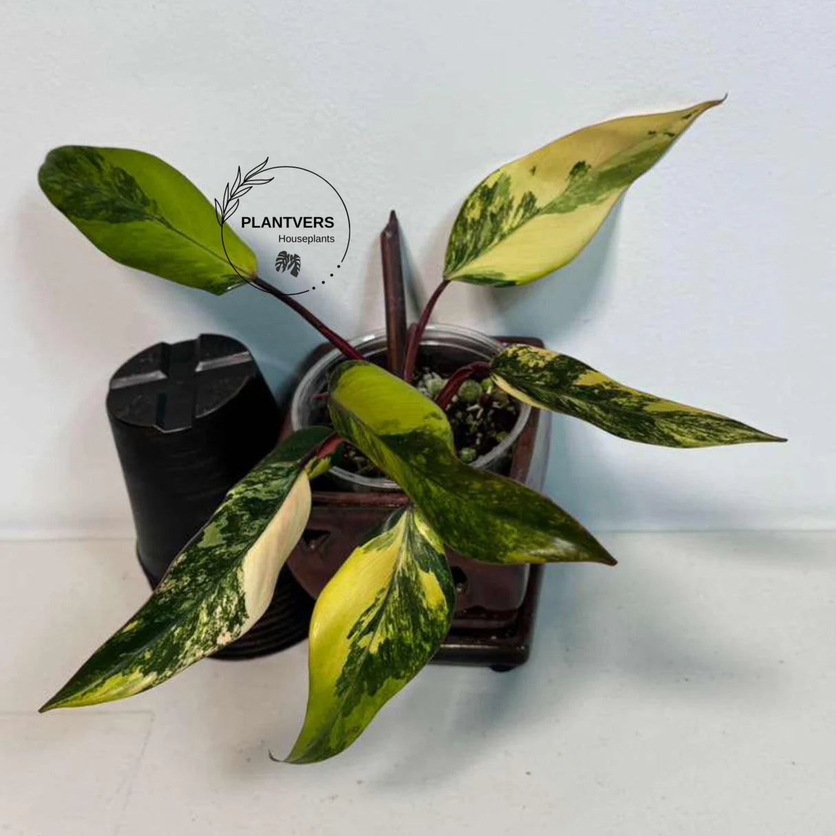 very rare plants
Gift Houseplant
Rooted Plant
