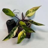 very rare plants
Gift Houseplant
Rooted Plant
