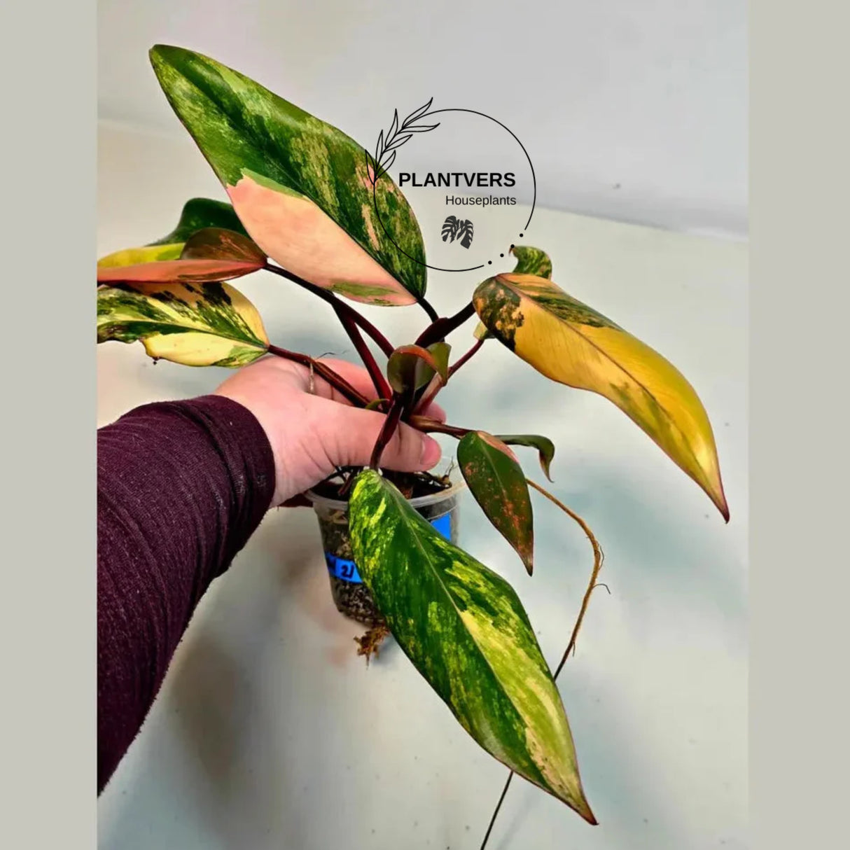 pink philodendron
Rare Philodendron
Rooted Plant
Live Indoor Plants
