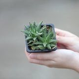 Aloe Pepe in a 3" Nursery Pot -Succulent Plant