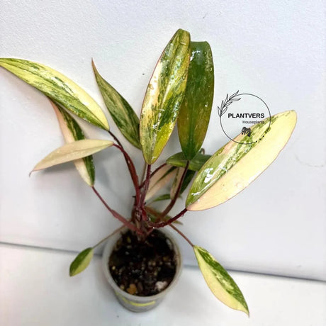 pink philodendron
Rare Philodendron
very rare plants