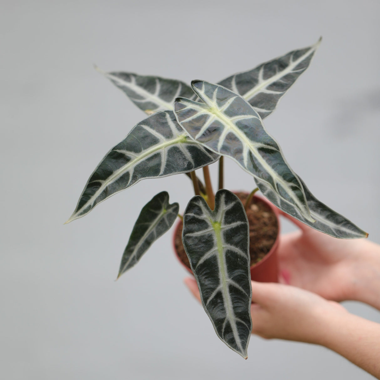 Alocasia Bambino Arrow in a 4" Nursery Pot