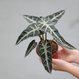 Alocasia Bambino Arrow in a 4" Nursery Pot