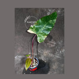 Variegated Philodendron Strawberry Shake Exact Live Plant - Rare Collector Plant - Gift Indoor Bright Pink - Exotic Plants - US Seller