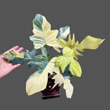 Variegated Philodendron Florida Beauty x Mayoi Exact Plant - Super RARE Live Plants - Stunning Hybrid Aroid with Marbled Foliage - US Seller