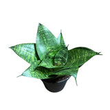 4" Sansevieria Forest Star (Wholesale Indoor Plant Case of 10 Pots)