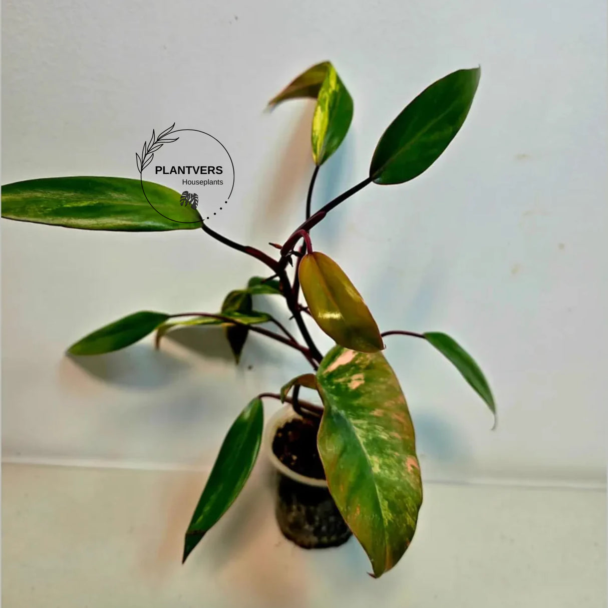 rare houseplant
Strawberry Shake