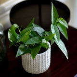 Pack of 3 for Cebu Blue, Marble Pothos and N'Joy Pothos in a 4" Nursery Pots