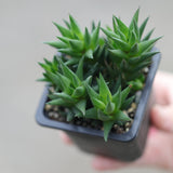 Haworthiopsis Marumiana in a 3" Nursery Pot