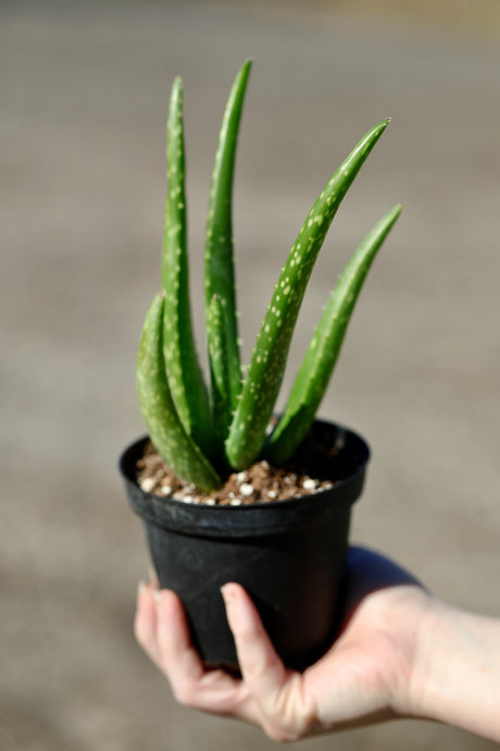 Aloe Vera Plant in a 4" Nursery Pot