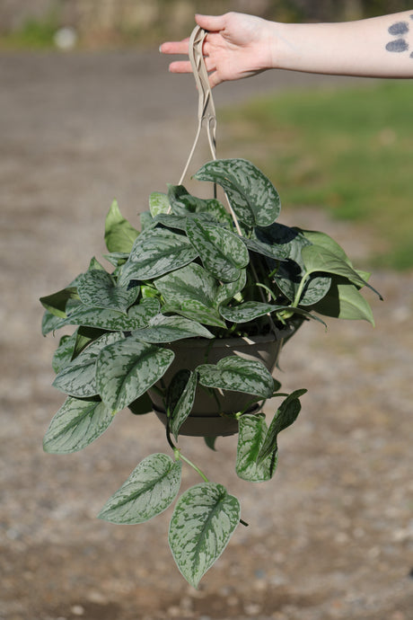 Silver Satin Pothos in a 8" Nursery - Scindapsus Pictus