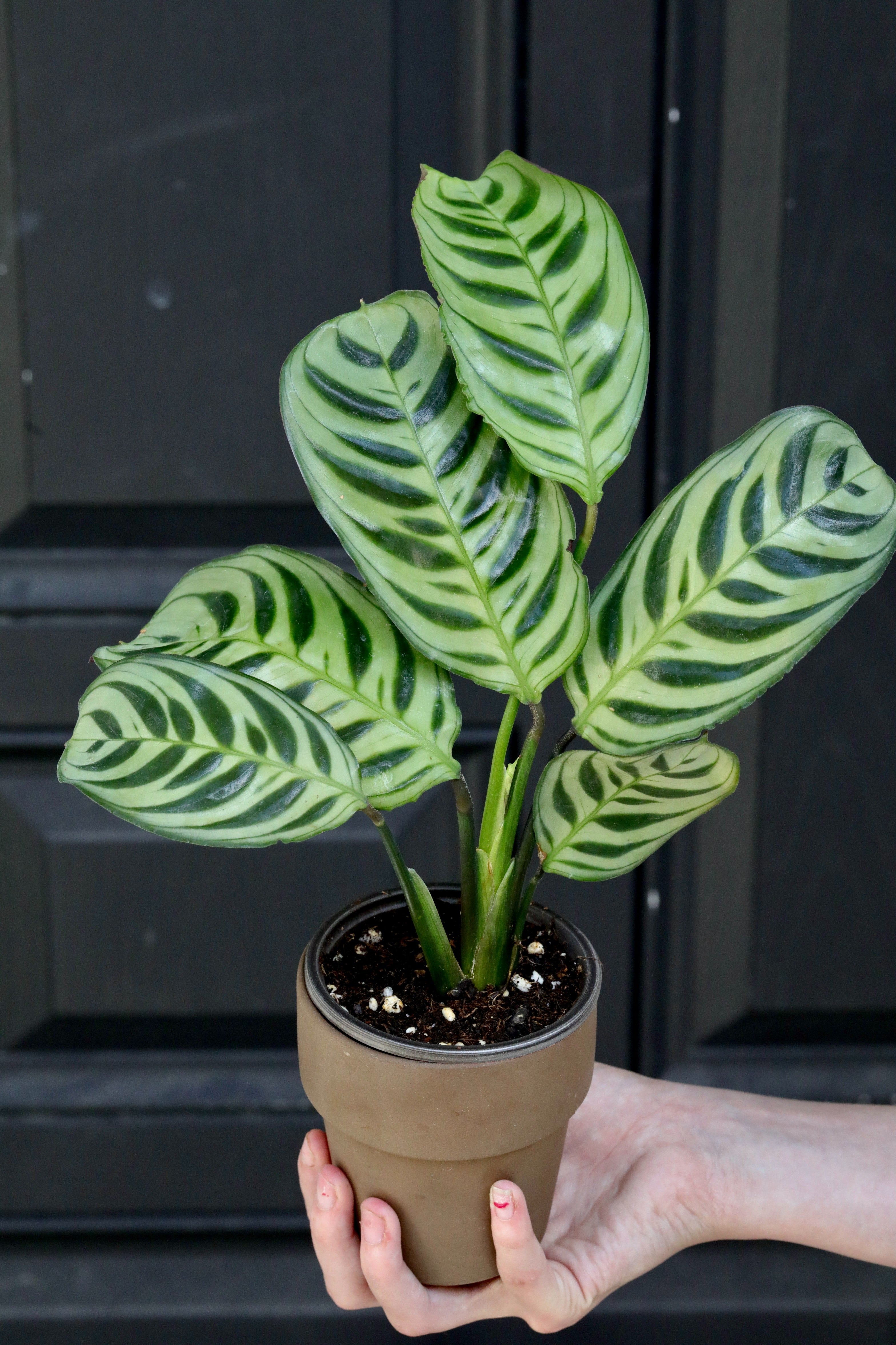 burle marx calathea live plant in a 6 inch pot Calathea Burle Marx in a 3" Nursery Pot
