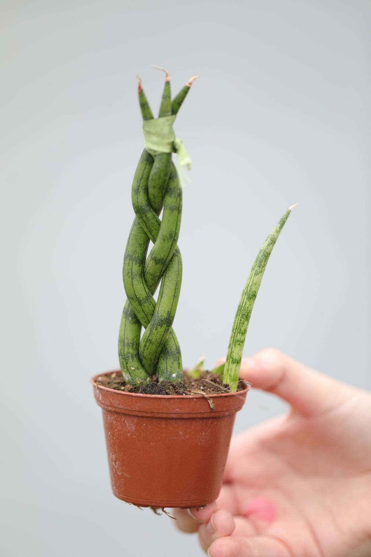 African Spear Braided Plant in a 2.5" Nursery Pot