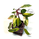 Strawberry Shake
Live Indoor Plants
pink indoor plant