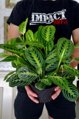 Live Lemon Prayer Plant in 3" Nursery Pot - Maranta Leuconeura