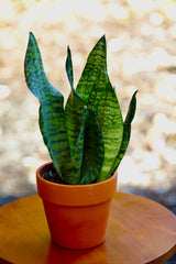 Sansevieria Zeylanica Snake Plant in 4" Nursery Pot