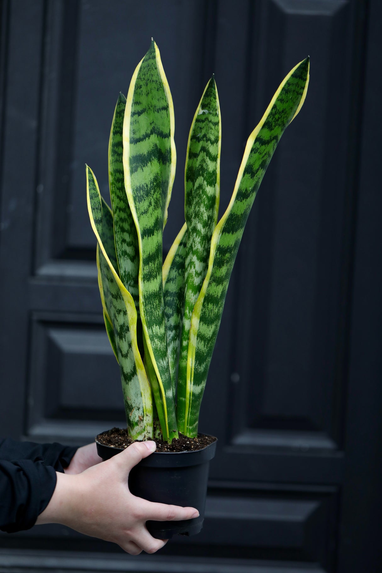 Sansevieria Laurentii Snake Plant in a Nursery Pot