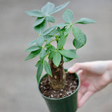 Live Lucky Money Tree in a 4" Nursery Pot Bonsai