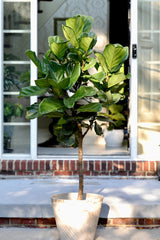 Fiddle Fig Tree Live Houseplant