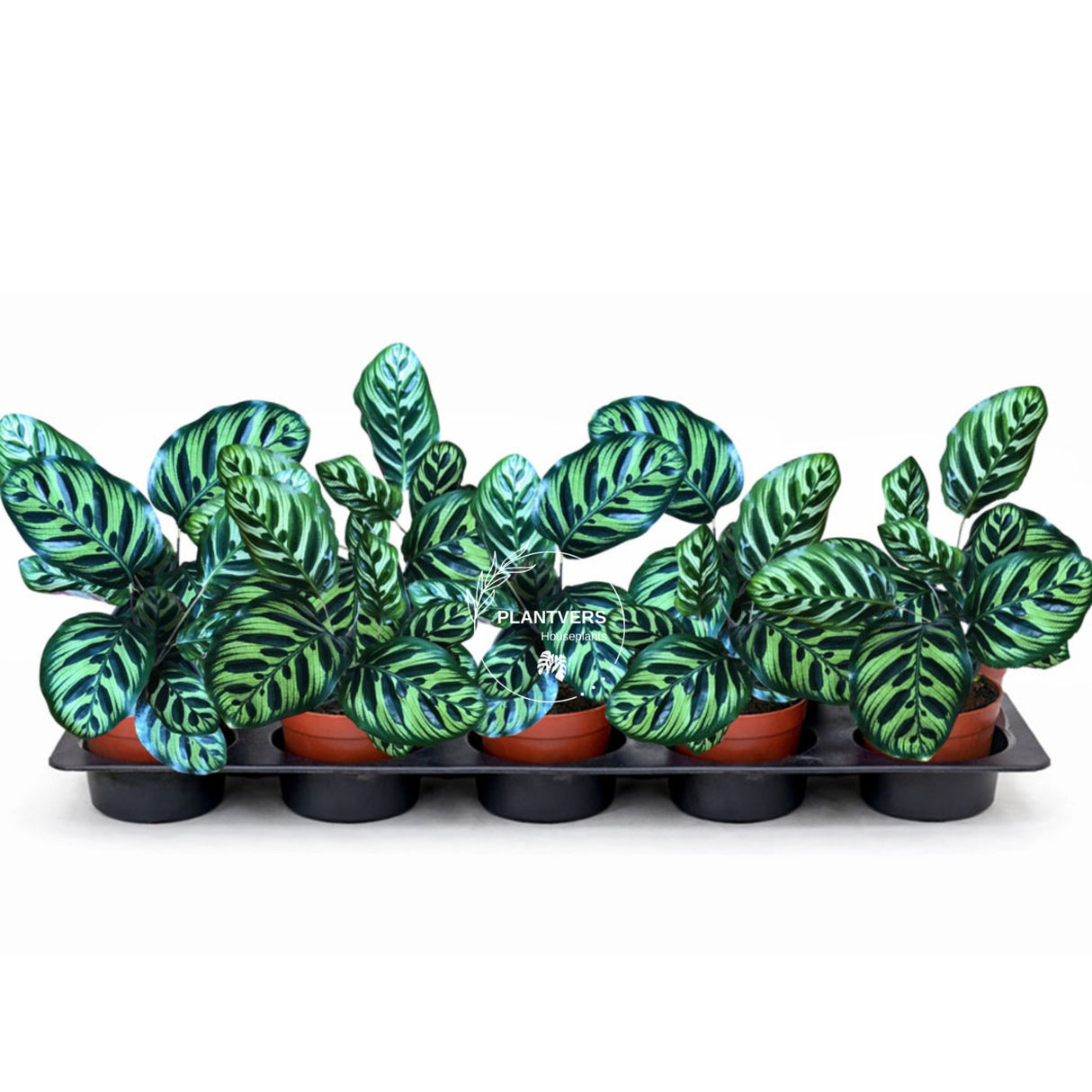 4” Calathea Makoyana  (Wholesale Indoor Plant Case of 10 Pots)