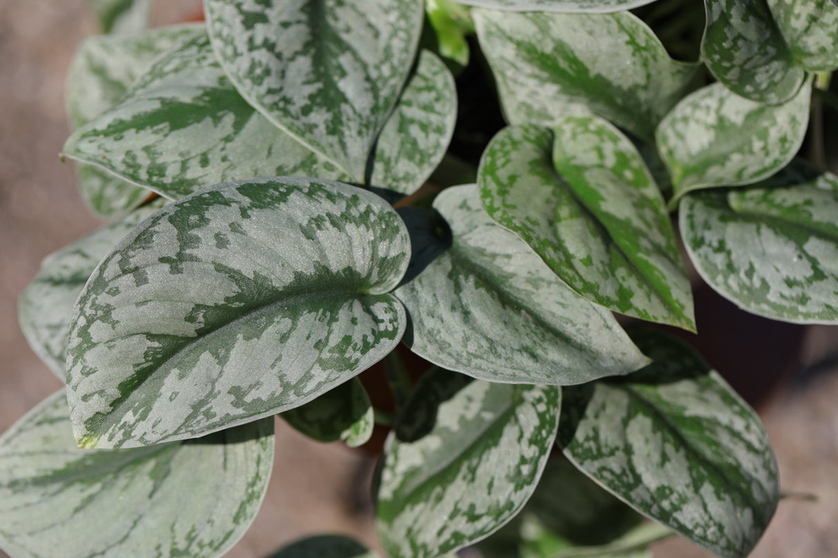 Silver Satin Pothos in a 8" Nursery - Scindapsus Pictus