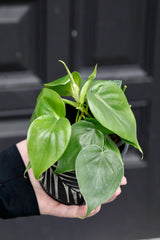 Philodendron cordatum “Heartleaf” in a 2" Nursery Pot- Live House Plant- Air Purifying Indoor Plant - Trailing Plant - Heart Philodendron