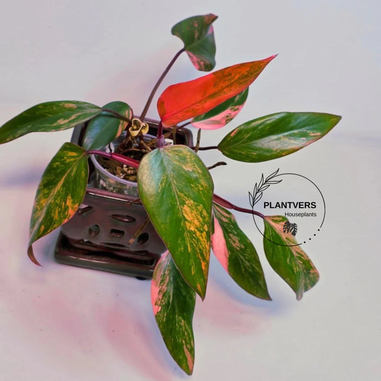 rare houseplant
pink philodendron
Rare Philodendron