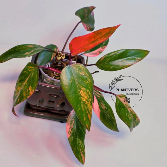 rare houseplant
pink philodendron
Rare Philodendron