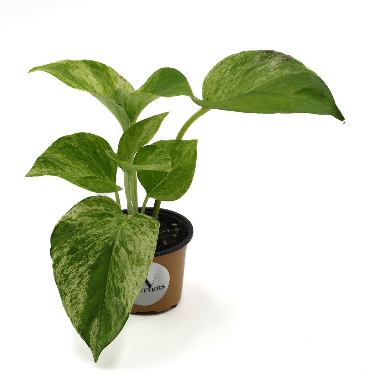 Marble Snow Queen Pothos in a 2" Nursery Pot