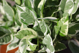 N'Joy Pothos Plant in a 8" Hanging Basket